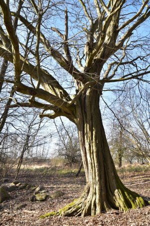 Neubau, hornbeam at the pond