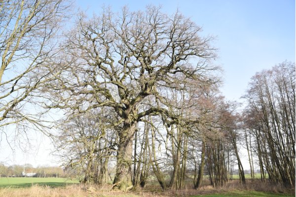 strong oak near Pastitz