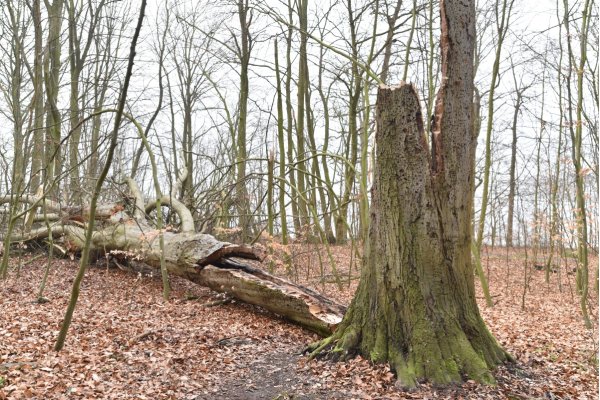 fallen beech