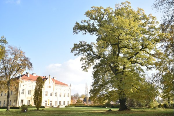 Eiche am Schloss