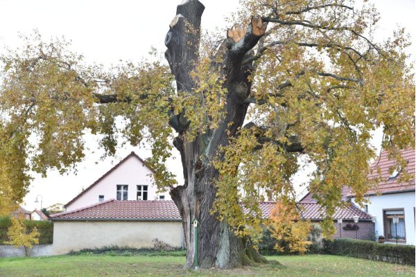 Napoleoneiche Calau März 2019