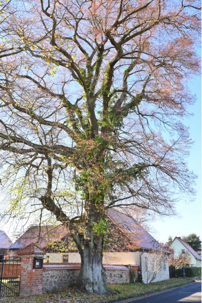 Winterlinde Kirche Klein Glien