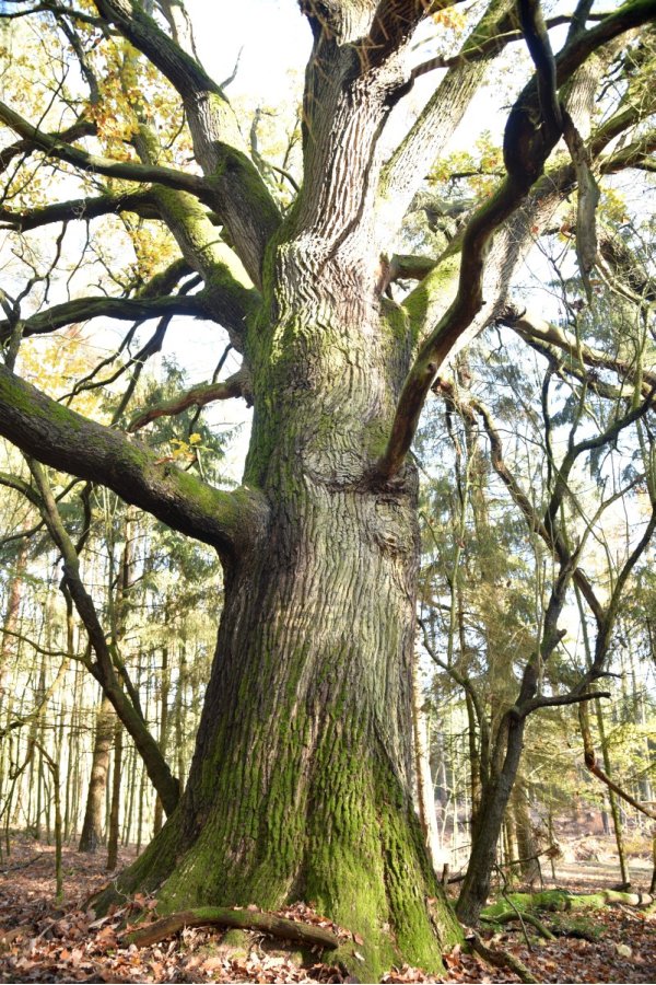 Sessile oak