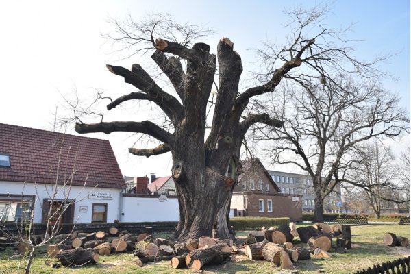 Napoleoneiche Calau März 2019