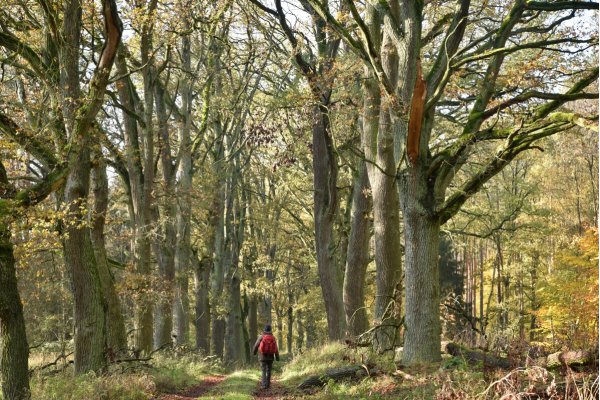 Oak avenue Hohes Rott