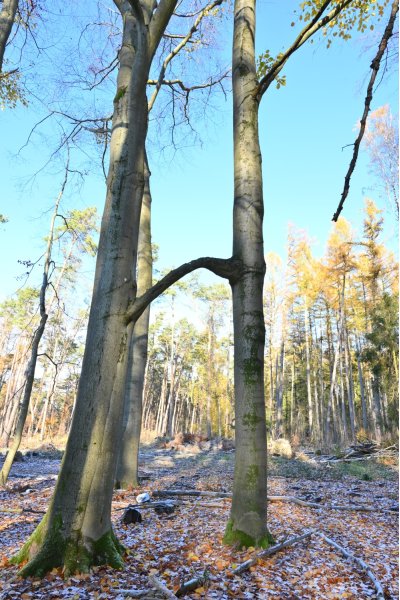 Reck-Buche bei Belzig