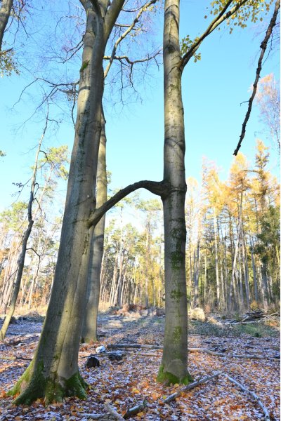 Reck-Buche bei Belzig