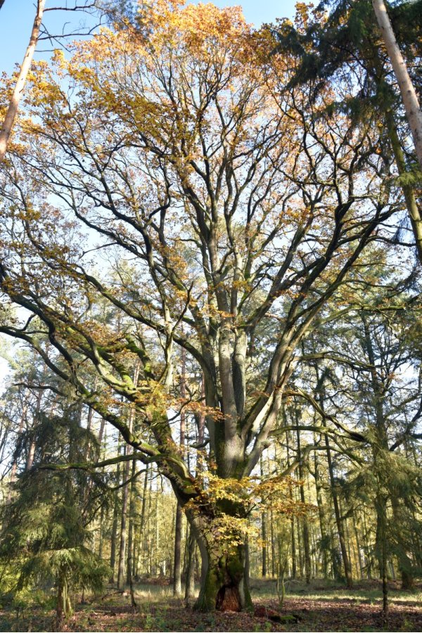 Sessile oak Hohes Rott