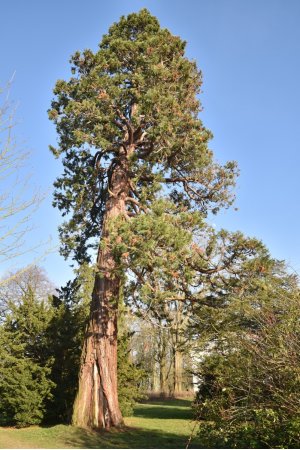 sequoia in park Putbus