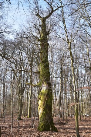 Neubau, oak at the pond