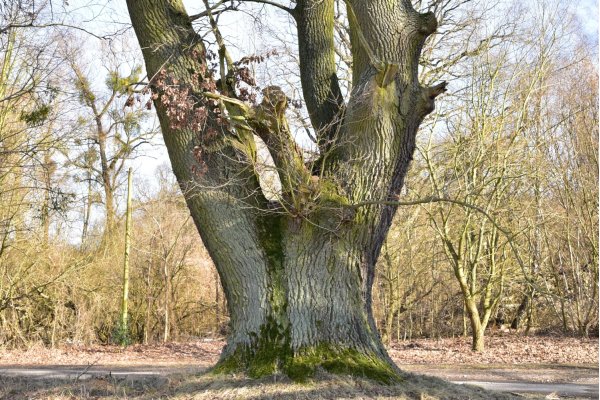 Neubau, oak