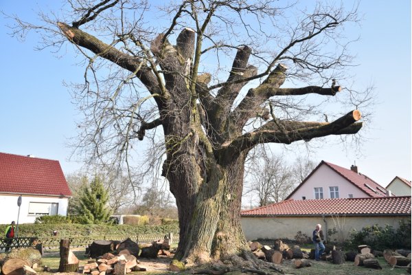 Napoleoneiche Calau März 2019