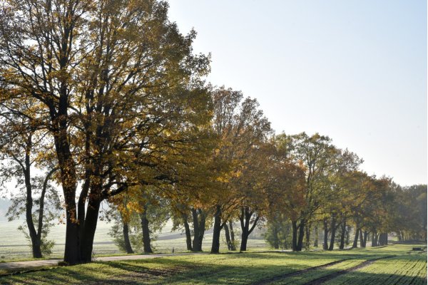 Oak-Robinia-Avenue