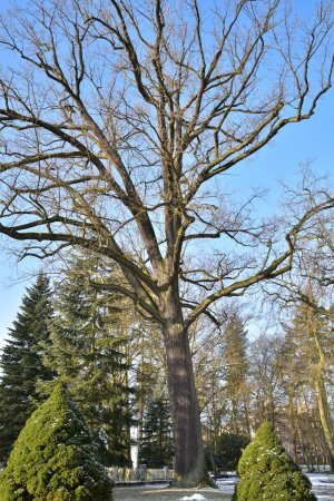 oak tree   at the Soviet memorial