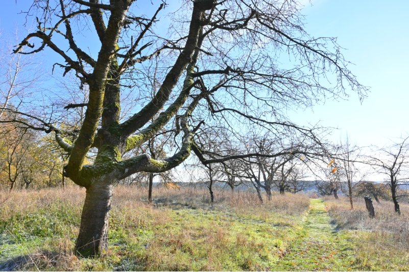 Streuobstwiesen Apfelberg bei Hagelberg