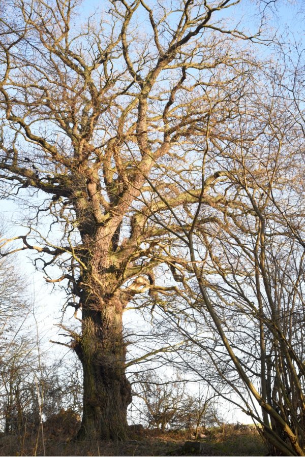 Winkelmann oak
