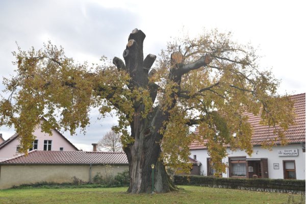 Napoleoneiche Calau März 2019