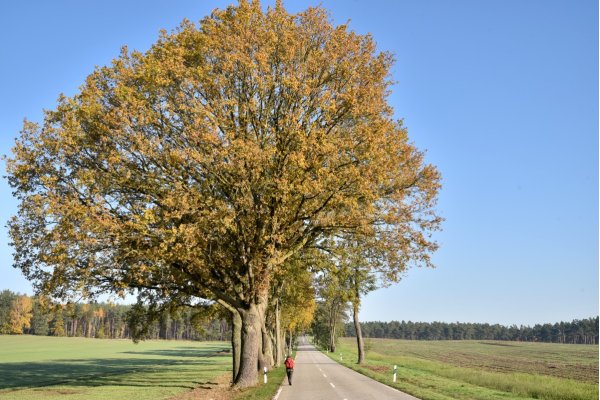 Sessile oak