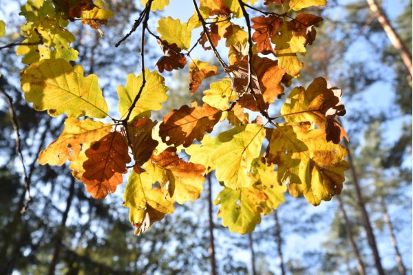 Sessile oak autumn leaves