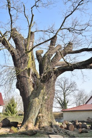 Napoleoneiche Calau März 2019