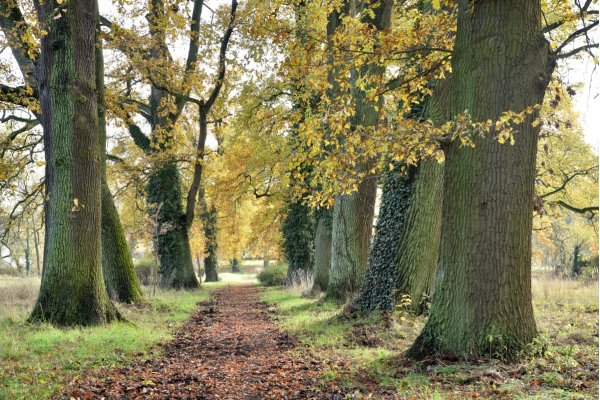 Eichenallee Schlosspark