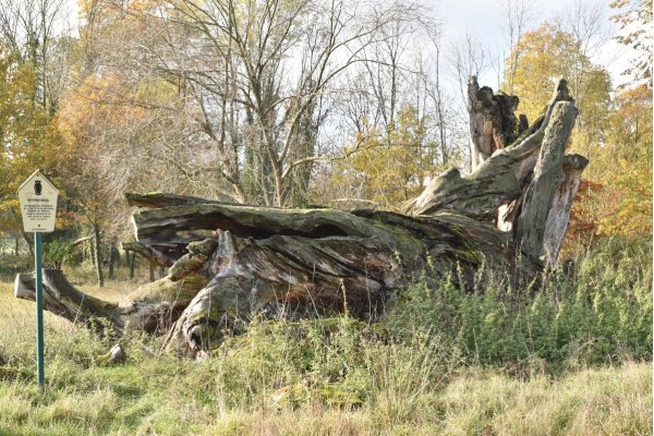 Fouque-Eiche Schlosspark