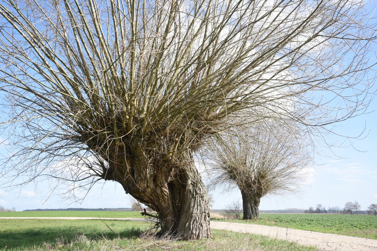 Pollard willows near Buchholz