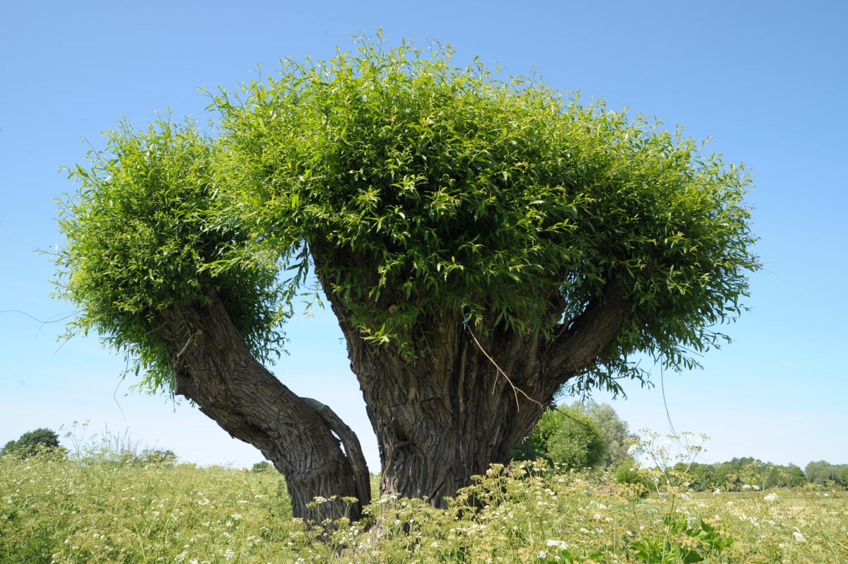 Row of pollard willows near Schulzendorf