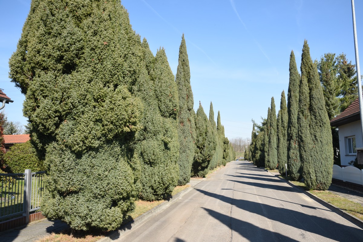 Juniper alley in Altdöbern