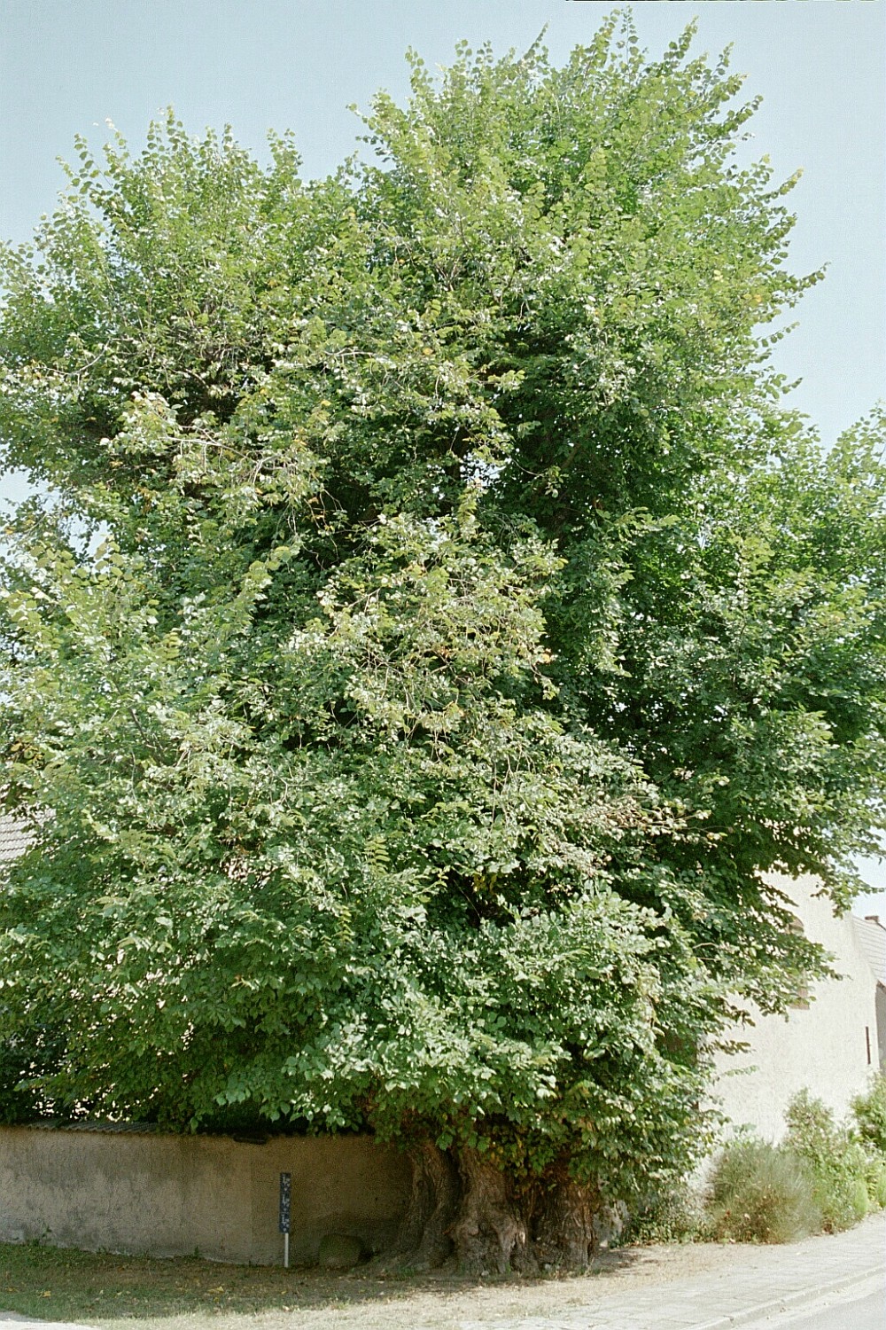 Old White elm of Egsdorf