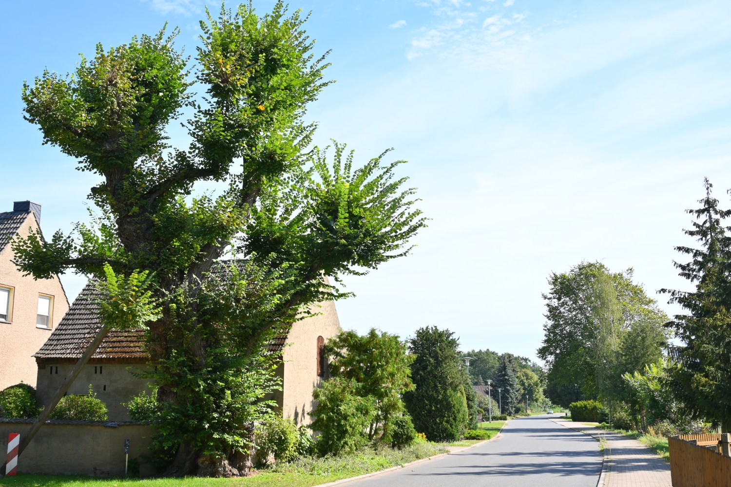 Alte Flatter-Ulme in Egsdorf