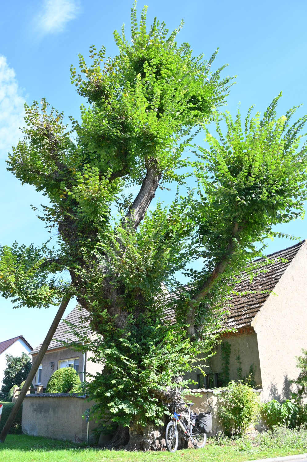 Old White elm of Egsdorf