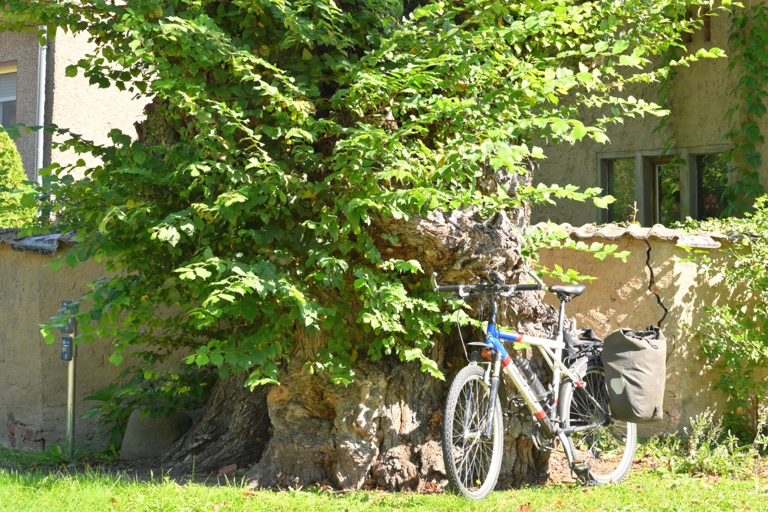 Old White elm of Egsdorf