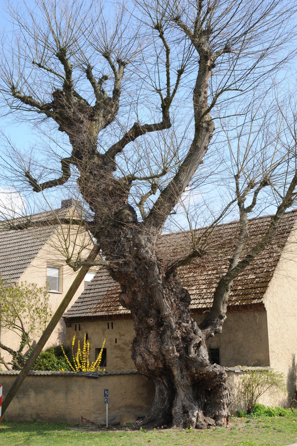 Alte Flatter-Ulme in Egsdorf