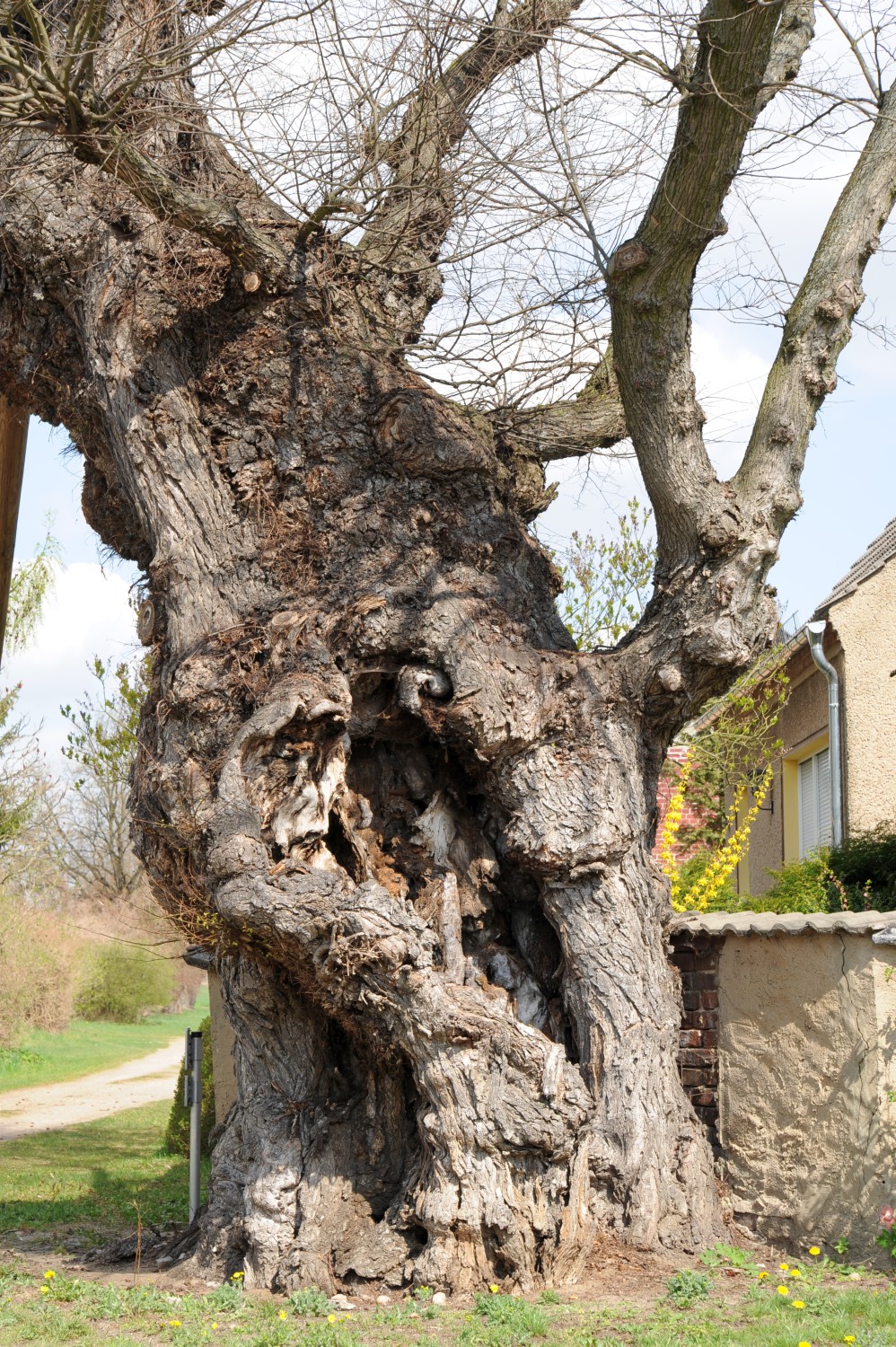 Alte Flatter-Ulme in Egsdorf