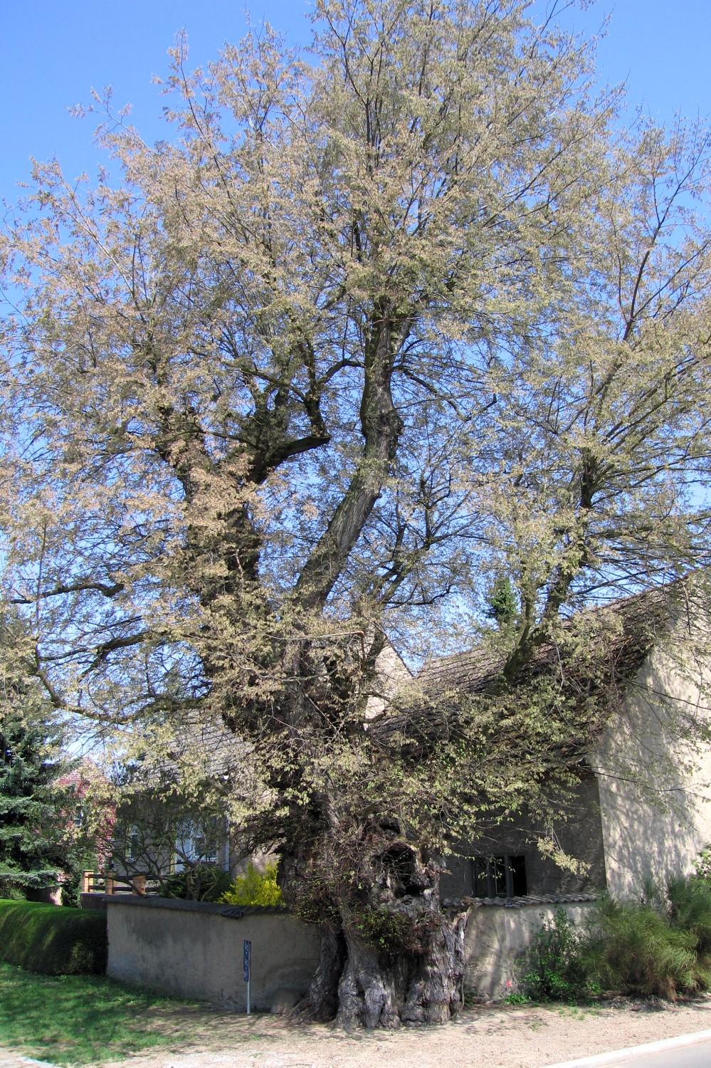 Alte Flatter-Ulme in Egsdorf