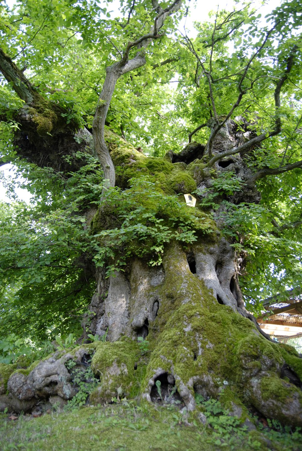 Old White elm in Kienbaum