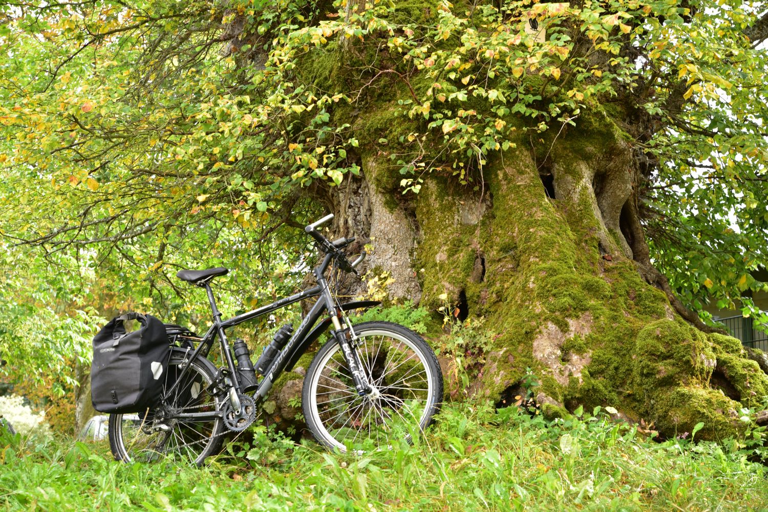 Alte Flatter-Ulme in Kienbaum