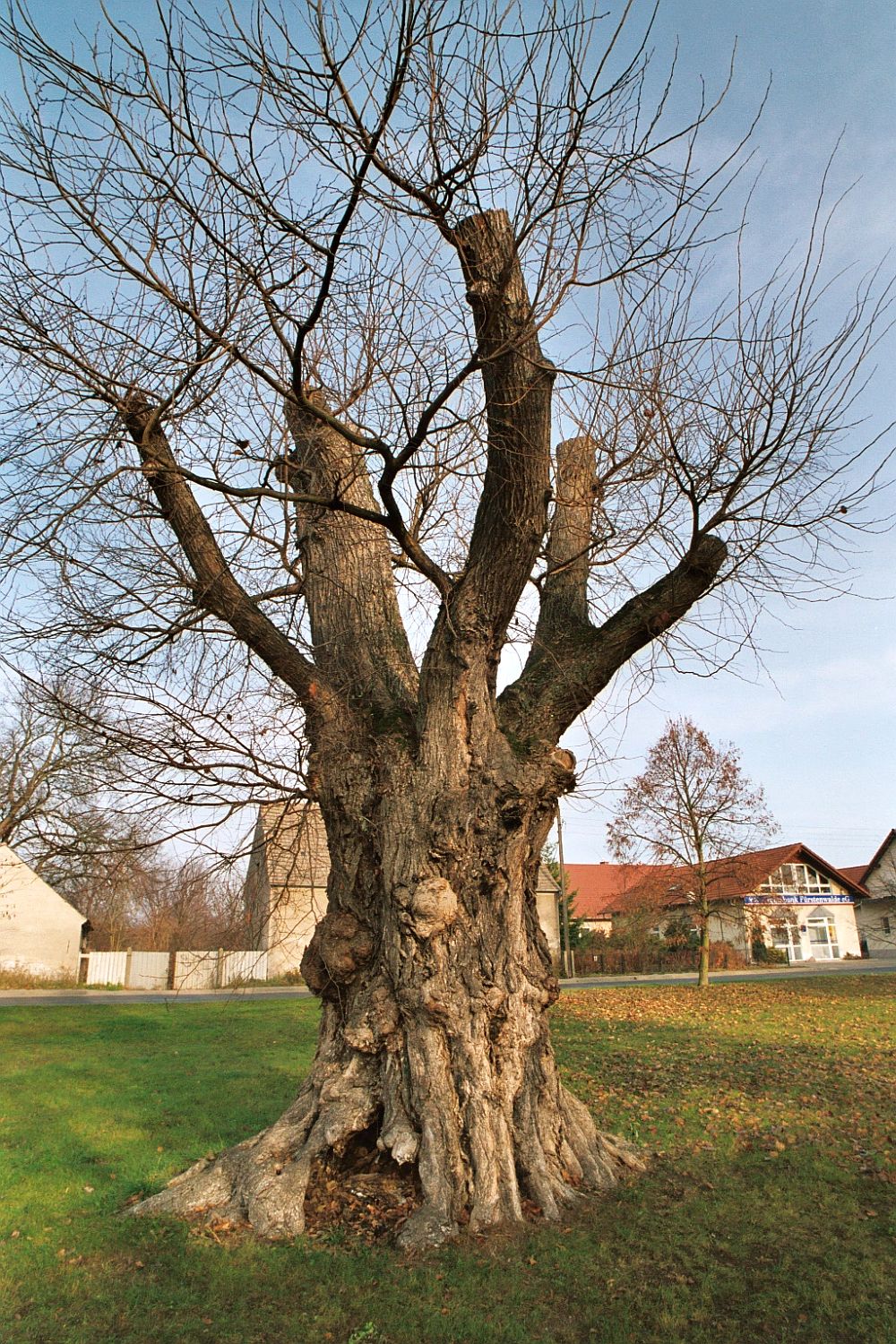 Alte Flatter-Ulme in Spreenhagen